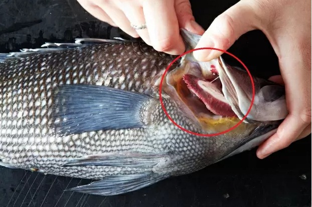 Bí kíp chọn cá tươi ngon, an toàn theo hướng dẫn của chuyên gia dinh dưỡng 2