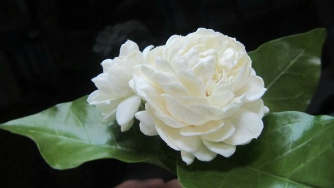 Hoa nhài (Jasmine) còn gọi là hoa lài hay mạt ly, nhài đơn, mạt lợi