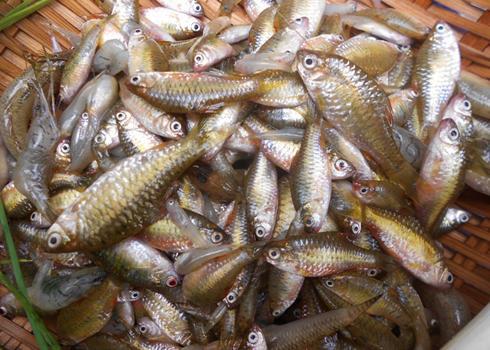 8 loại cá &#34;đại bổ&#34; giàu chất dinh dưỡng bậc nhất, vừa ngon vừa rẻ có rất nhiều ở Việt Nam - 3