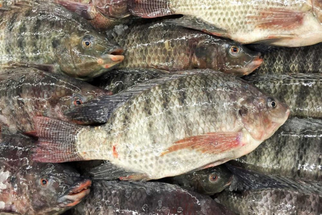 8 loại cá &#34;đại bổ&#34; giàu chất dinh dưỡng bậc nhất, vừa ngon vừa rẻ có rất nhiều ở Việt Nam - 6