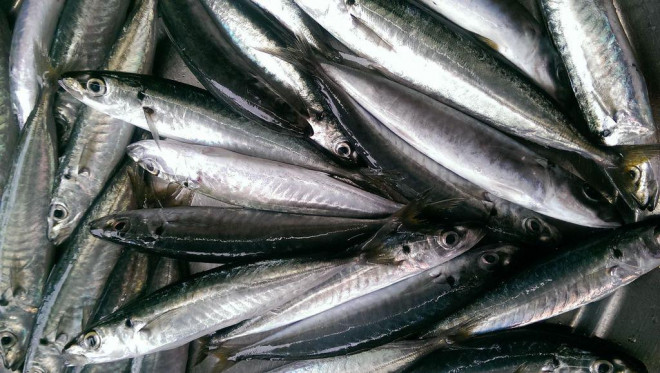 8 loại cá &#34;đại bổ&#34; giàu chất dinh dưỡng bậc nhất, vừa ngon vừa rẻ có rất nhiều ở Việt Nam - 9