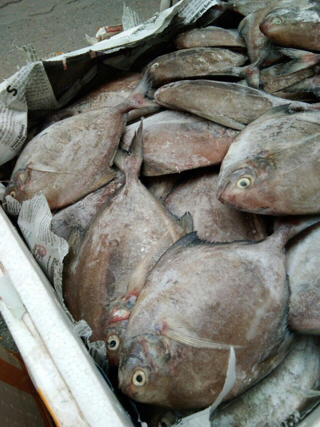 8 loại cá &#34;đại bổ&#34; giàu chất dinh dưỡng bậc nhất, vừa ngon vừa rẻ có rất nhiều ở Việt Nam - 8