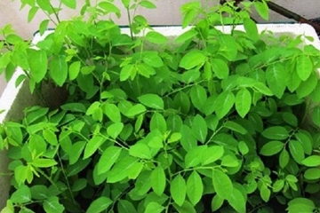 Một số loại cây có thể giúp bé hạ sốt trong vườn nhà