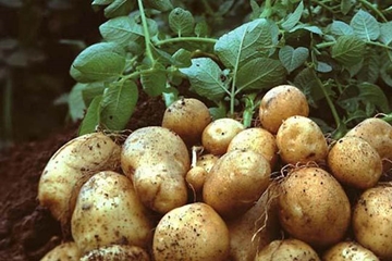 Tác dụng của củ khoai tây, cách sử dụng khoai tây khi chế biến